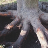 Šta učiniti ako miševi izgrizu koru stabla jabuke